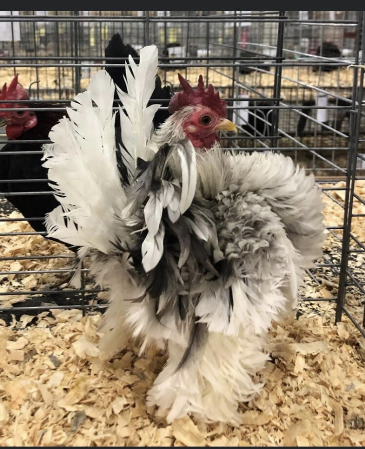 6 + 3 SQ Fresh Serama Hatching Eggs Splash Blue Black Chocolate Mottled! NPIP