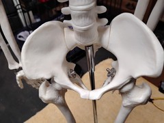 Medical Skeleton Model 33″ tall. Used in Good Condition.