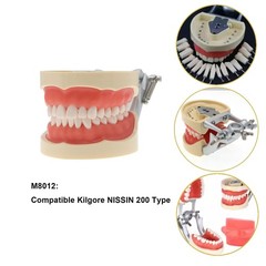 Dental Typodont Teeth Model With Removable Teeth fit Kilgore NISSIN 200/500 Type