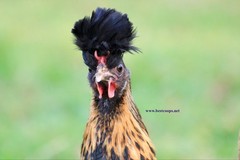 6+ Gold Appenzeller Chicken Hatching Eggs