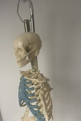 NEW 21 inch Tall Human Skeleton Model Skull Anatomical Model with Stand