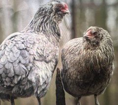 6 Eggs includes: 3 Olive Eggers + 3 Silver and/or Gold Lace Wyandotte.