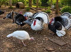 6 Heritage Breed Turkey Hatching Eggs. Please See Item Description For Breeds