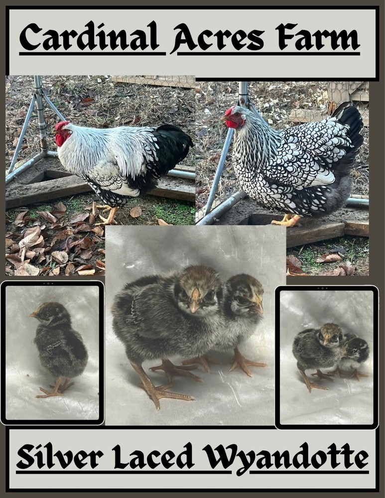 12 + 2 Silver Laced Wyandotte Fertile Hatching Eggs