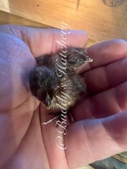 20+ Tennessee Red Bob White Quail Hatching Eggs