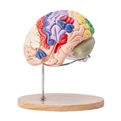 VEVOR Human Brain Model Anatomy Teaching Brain Model 4-Part Labeled 2X Enlarged