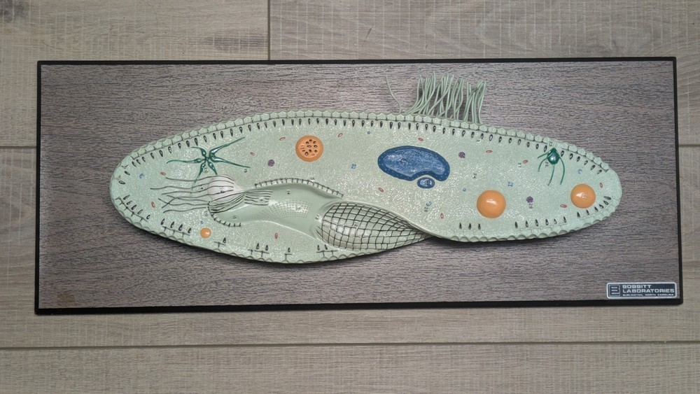 Vintage Bobbitt Laboratories Science Anatomy Aid Large Paramecium Model