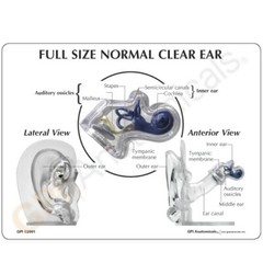 Ear CLEAR Normal Full Size Anatomical Model GPI LFA #2251 SEE VIDEO