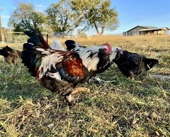 12+ Rainbow Chicken Hatching Assortment Ameraucana, Faverolles, Marans, EE / OE