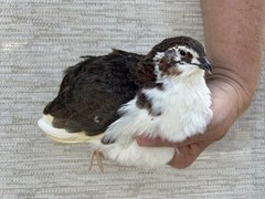 24+++ Fertile Jumbo Multi Color Coturnix Quail Hatching Eggs