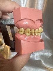 Nissin G.O.F.A. Typodont Natural Study Model D-2501 for Dentistry Lab