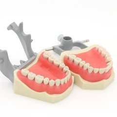 Columbia Dentoform 860 Dental Typodont Mounting Pole With 32pcs Removable Teeth