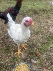 10 Giant Chicks Hatching Eggs- Indio Gigante X Dual Purpose Prolific Egg Layers