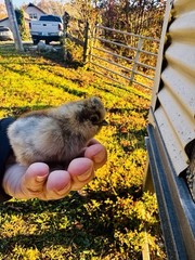 Silkie Hatching Eggs 7+ Calico Partridge Black Gray White Splash And Paint