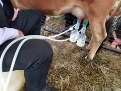 ULTIMATE EZ™ MILKER