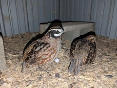 36+ Georgia Giant Bobwhite Quail Fertile Hatching Eggs (Colinus virginianus)NPIP
