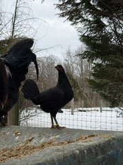 8 + Mug, Pumpkin, Blue, Black, RQ cross chicken hatching eggs
