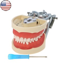 Fits for Kilgore NISSIN 200/500 Type Dental Typodont Model With Removable Teeth
