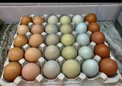 12 BYM Chicken Hatching Eggs Ameraucana Orpington Wyandotte Maran Cochin Brahma