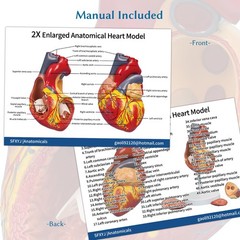 2X Enlarged Anatomical Heart Model,4-Part Removable with Ventricles Atria Val…