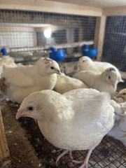 25++ Fertile Jumbo Wild White Coturnix Quail Hatching Eggs