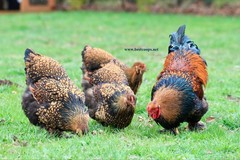 10+ Gold Laced Brahma Fertile Chicken Hatching Eggs Gentle Large Breed