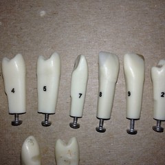 Typodont Teeth Lot Of 10 #s 2 4 5 7 8 9 21 Unumbered (2) Dental School Lab