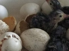 Osceola Hybrid Turkey Hatching Eggs (One Dozen)