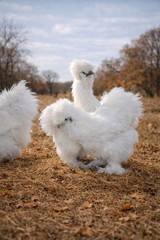 Silkie Fertile Hatching Eggs – 3 Count – Pure White
