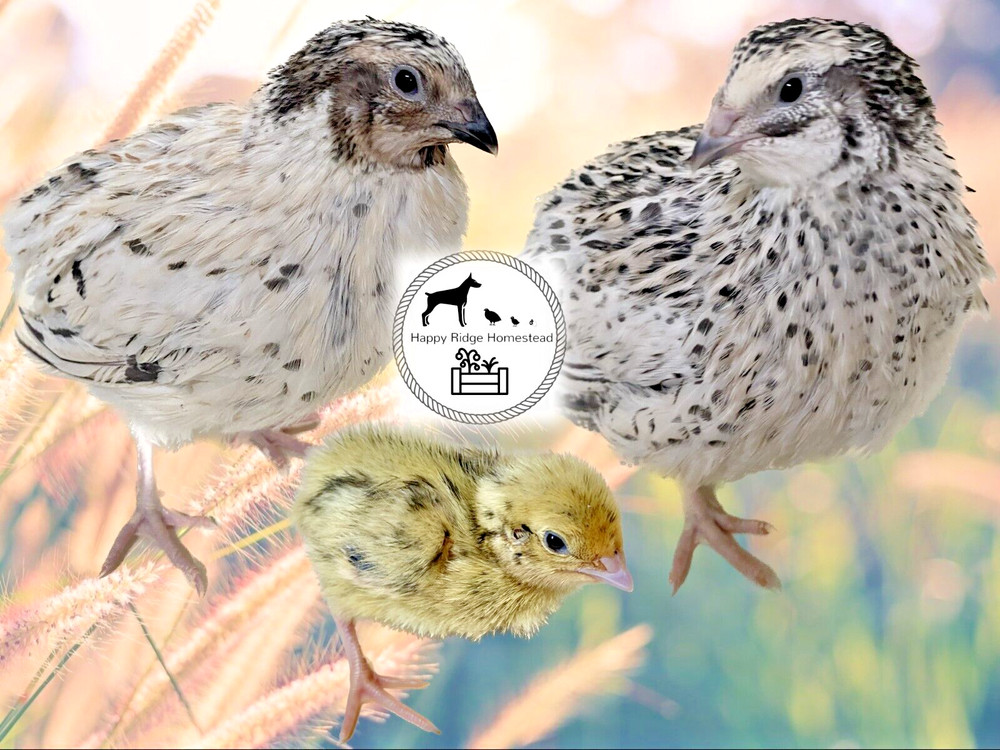 18 – Jumbo Pearl Fee – Coturnix Quail Hatching Eggs – Rare Color
