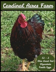 12 + 2 Silver Laced and Blue Laced Red Wyandotte Combo Hatching Eggs