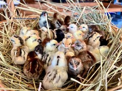 18+ Fertile Show Quality Serama Chicken Hatching Eggs