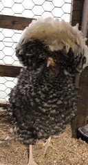 Several Varieties Polish Frizzle Hatching Eggs 15+NPIP