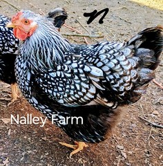 Silver Laced Wyandotte (6) 🐣 fertilized hatching eggs.Please read description.