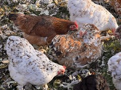 Bantam Cochin SMOOTH & FRIZZLE included 6 of each NPIP (12+ total) MIXED ORDER