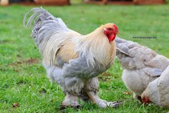 10+ Fertile Brahma Chicken Hatching Eggs Gold Laced Isabella Partridge Lavender