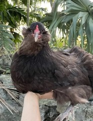(6) Mauve and Chocolate Ameraucana Hatching Eggs – Possible Mottled Split!
