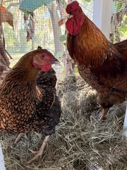 6+ Wyandotte silver, black and blue hatching eggs