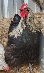 14 Pure English Orpington Hatching Eggs Mauve, SL,Mauve Laced, Choco, Huge Birds