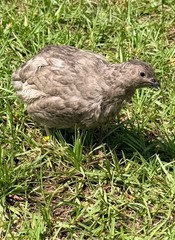 15+ RARE Dark and Stormy Coturnix Quail Hatching Eggs NPIP AI Free