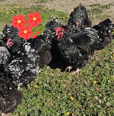 8+ English Mottled Orpington Hatching Eggs