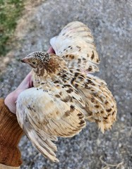 20 RARE Pansy & Sparkly 100% True Blue Celadon Coturnix Quail Hatching Eggs