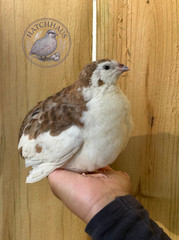 12 RAINBOW RARE COLORS Coturnix quail hatching eggs mixed variety FREE SHIPPING