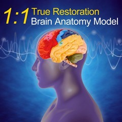 ZENFUN Life-Size Human Brain Anatomical 8*6.7*5.9 inches, Red, Blue, Yellow,