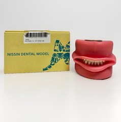 Nissin Dental Model, PRO2002-UL-SP-DPM-OB- Teeth & Gums Made In Japan Kilgore