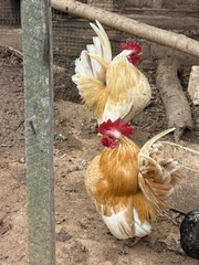 6 + small Show Quality Serama chicken Hatching Eggs