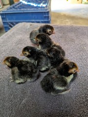 10+2 Silver & Golden Sebrights 100% Pure Fertile Hatching Eggs E/S: February