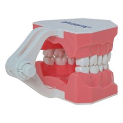 Dental Typodont Teeth Model Brushing Flossing Practice Teaching Model M7010-1