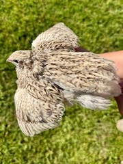 100+ RARE COLORS Coturnix Quail Hatching Eggs NPIP AI Free