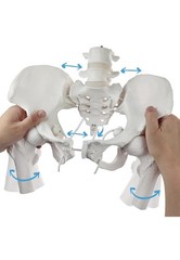 Movable Female Pelvis Model w/Elastic Two Movable Femur Heads and Joints, Lif…